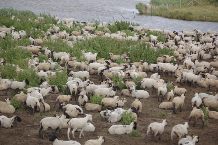 Les prés salés de la Baie de Somme